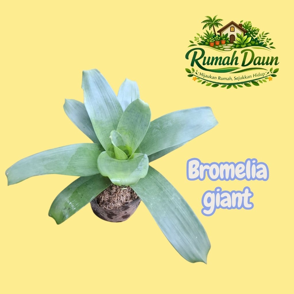 tanaman hias bromelia giant - bromelia giant/jayen
