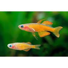 Ornamental Pseudomugil Paskai  (Male only)