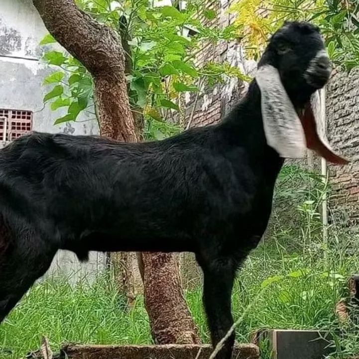 (harga DP)Kambing kacang PE murah untuk Qurban Aqiqah akekah