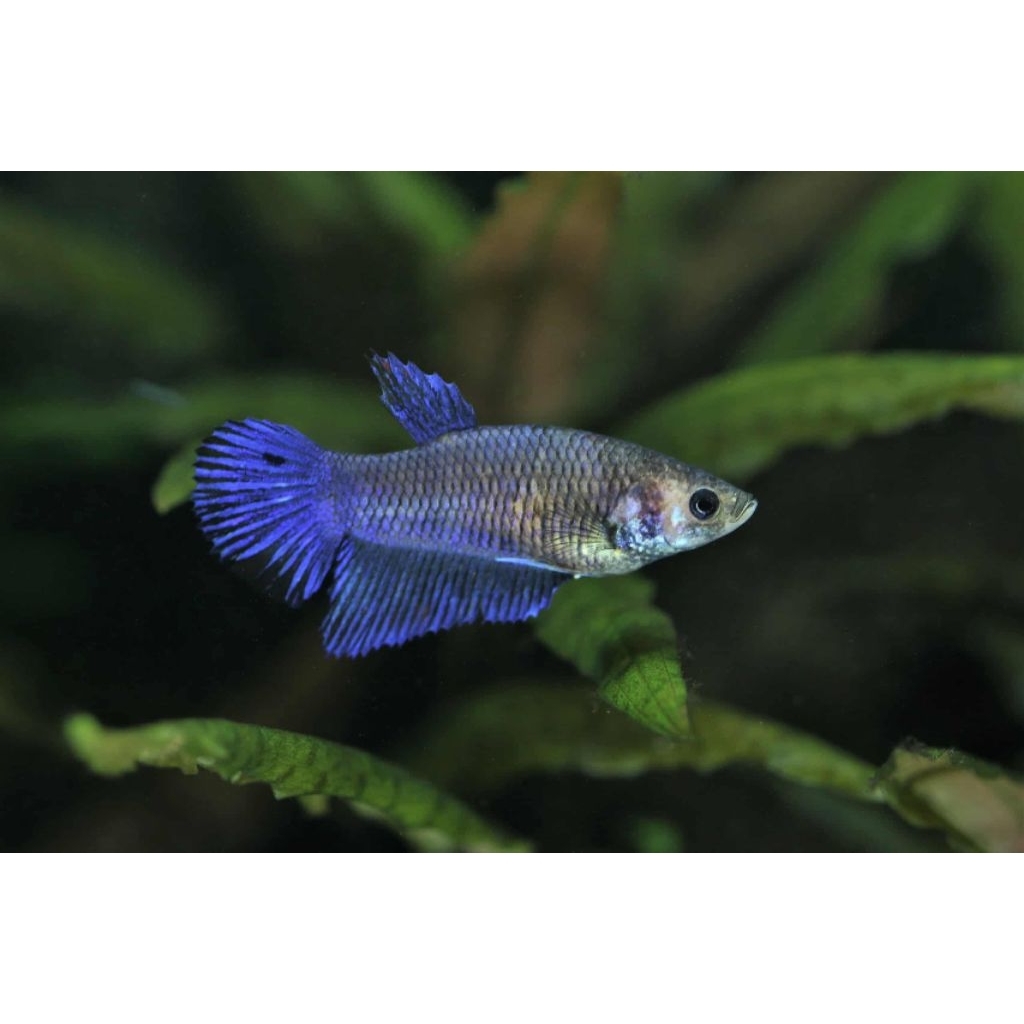 ikan cupang betina random ikan cupang female siap breed full telur ikan cupang hias ikan hias air ta