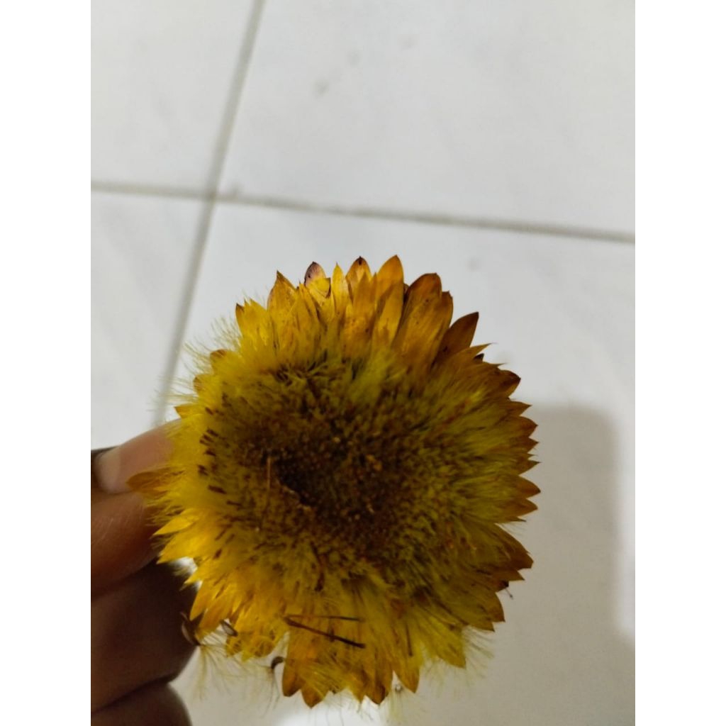 Bibit bunga Kurulu/ bibit bunga Wamena/ bibit bunga Kurulu wamena