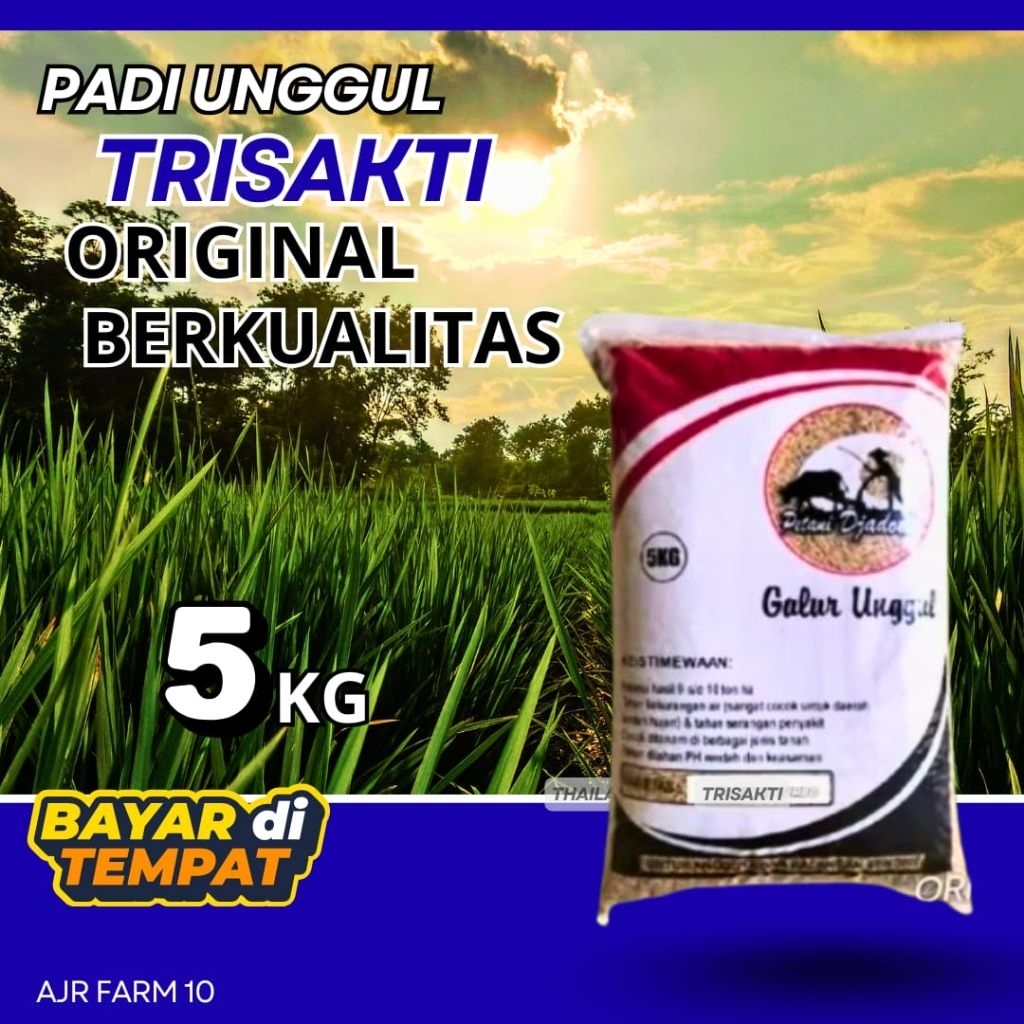 Benih padi unggul TRISAKTI (5Kg)