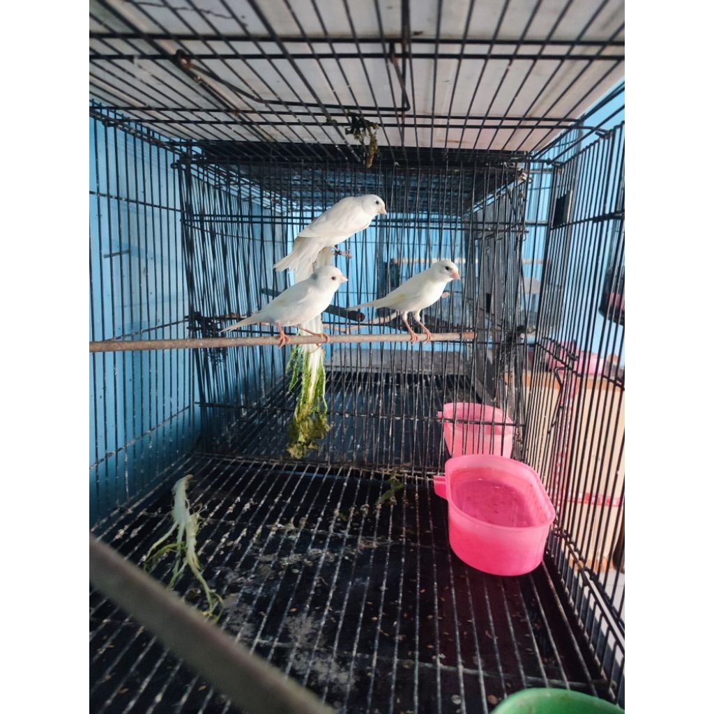 kenari betina putih remaja