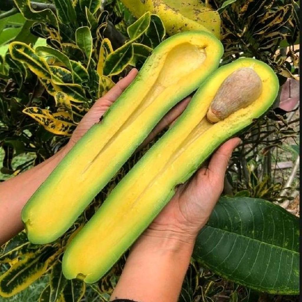 Bibit Alpukat Kelud Okulasi Kualitas Super