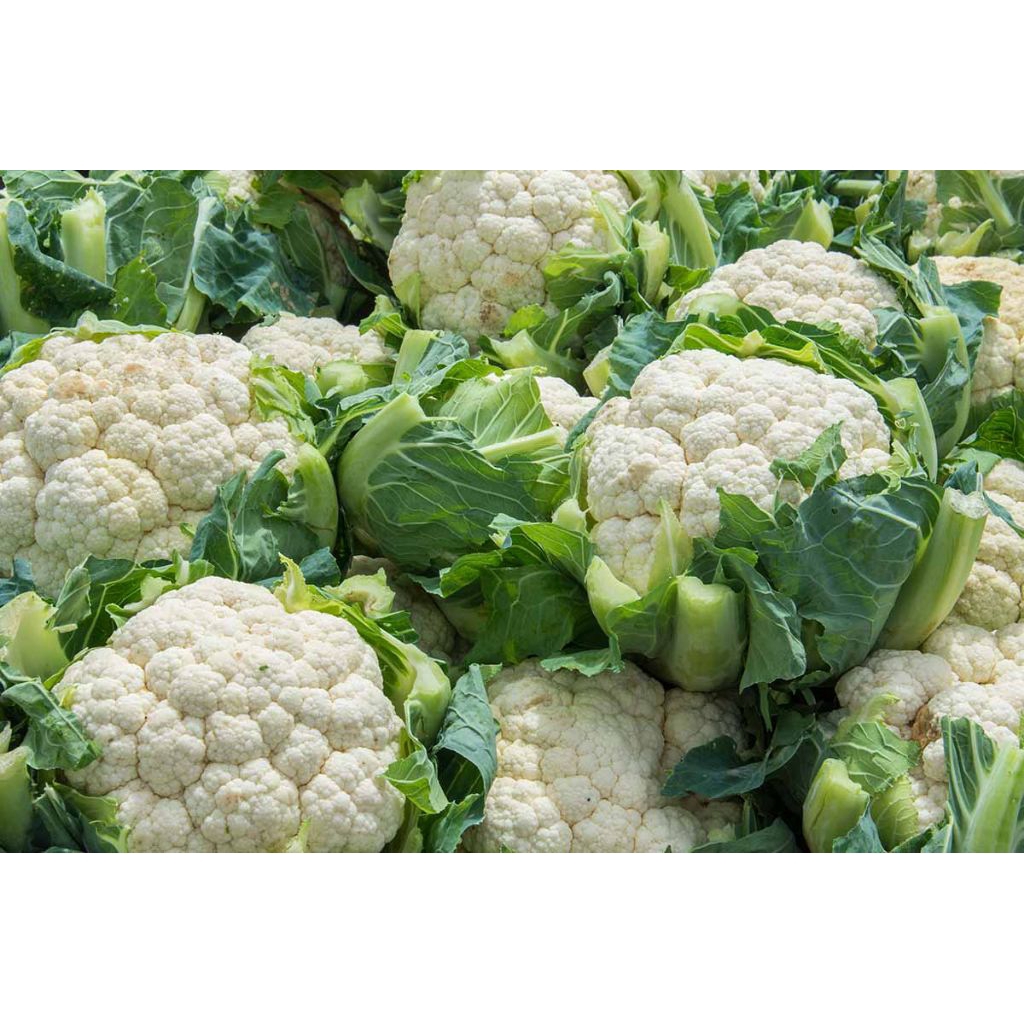 20 biji-benih kembang kol bima f1 (benih sayuran)