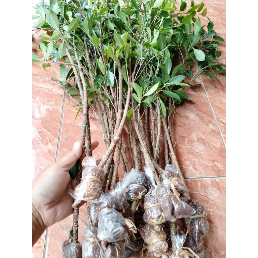 kimeng cangkok paket isi 10 bonus 2