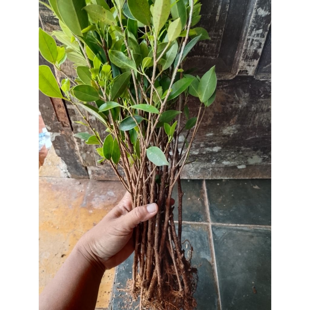 bahan bonsai kimeng stek murah paket isi 20 batang + bonus 3 batang