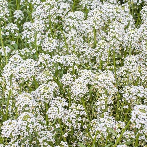 3 Benih Biji Bunga SWEET ALYSSUM Benthamii