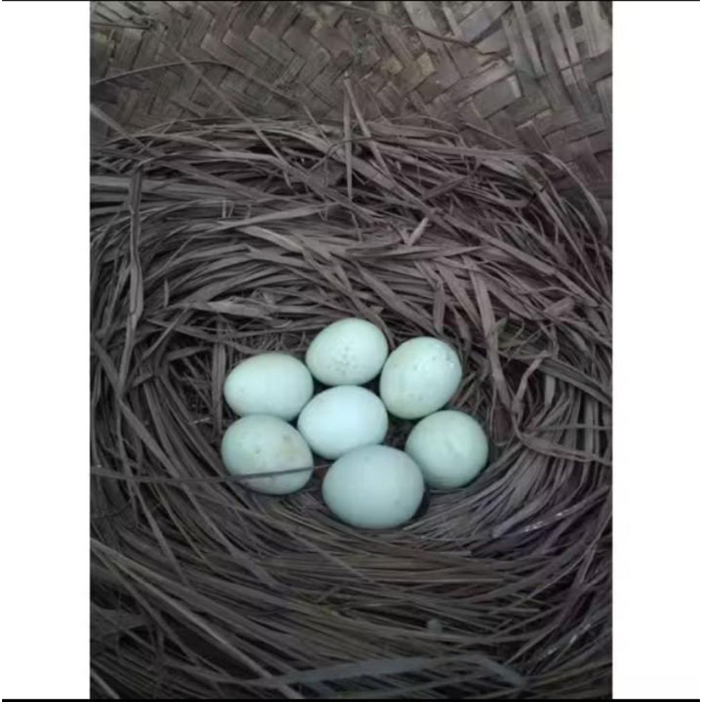 Telur ayam BIRMA ORII telur ijoo pranggal untuk di tetaskan