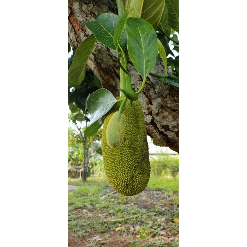 buah nangka / nangka sayur / nangka muda sayur