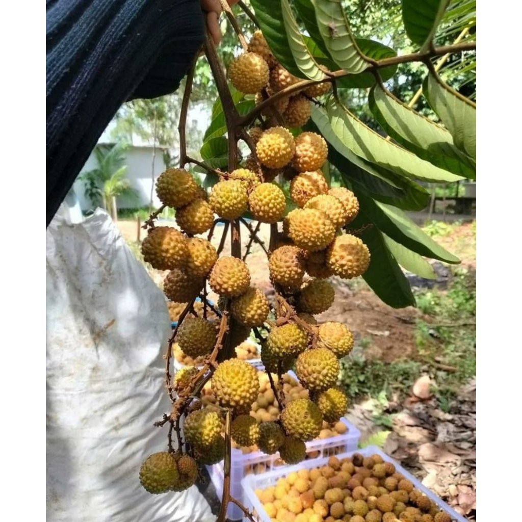 klengkeng hutan / mata kucing 1 kg