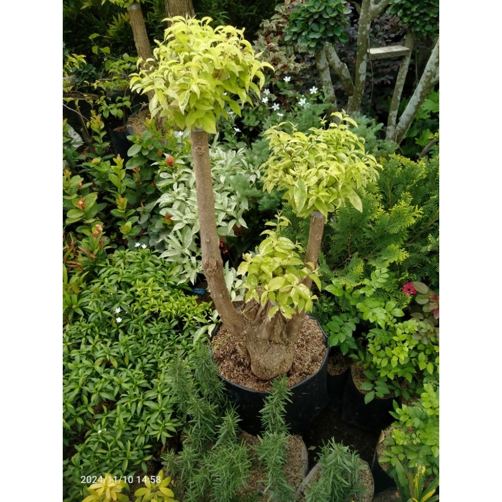 Bonsai anting putri tinggi 1 meter