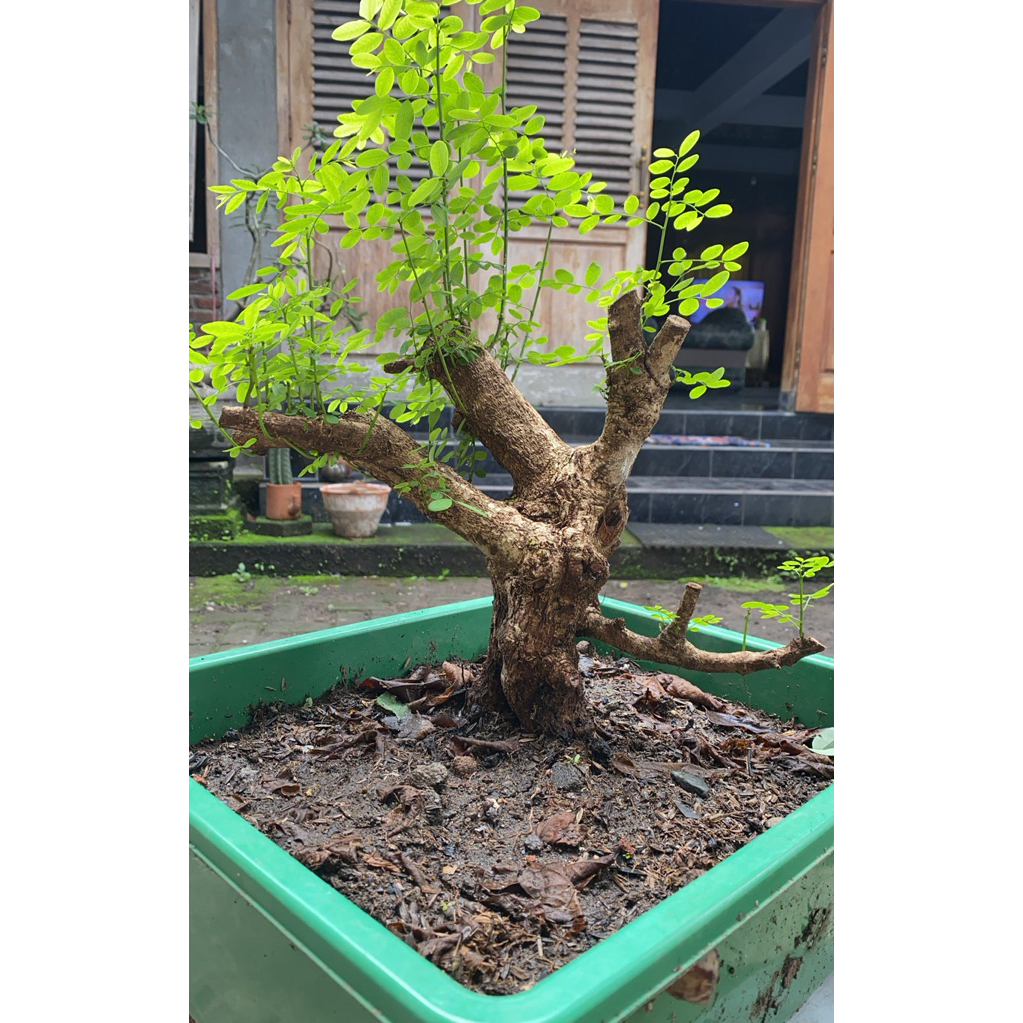 Bahan Bonsai Ileng-ileng / Mangsian / Pylantus reticulatus