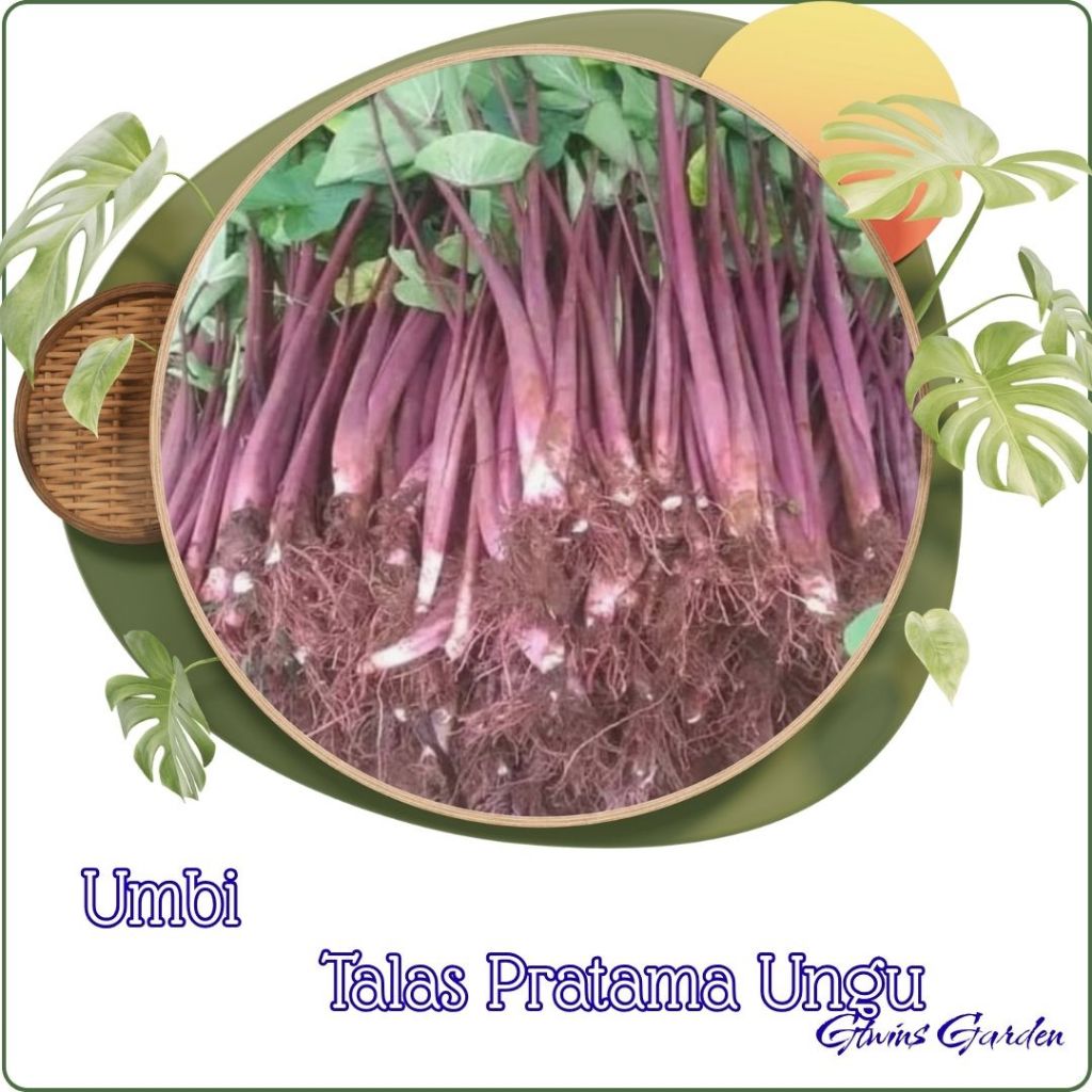 10 Bibit Talas Pratama Jumbo Talas Bogor  Keladi Ungu