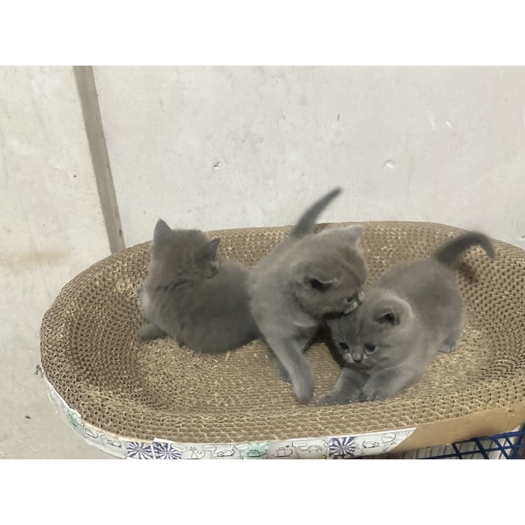 BSH British Shorthair Kitten Blue Parent Ped