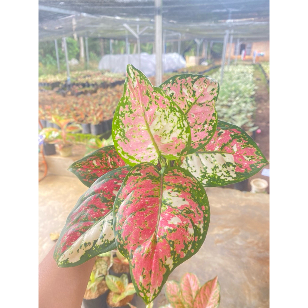 Aglonema tricolour menor