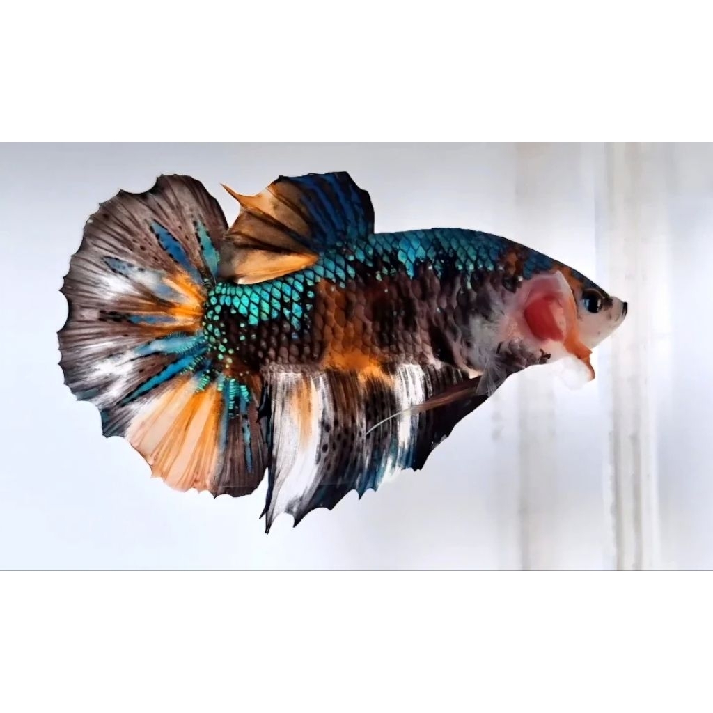 Betta Fish Giant Multi Color Metalic Body Only 6cm