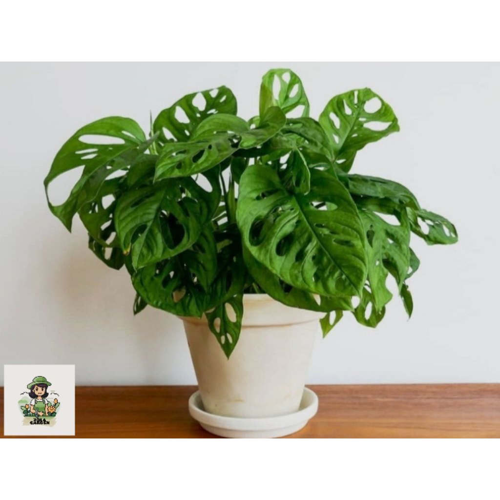Bibit tanaman hias monstera adansonii - janda bolong - Tanaman hias rambat monstera janda bolong