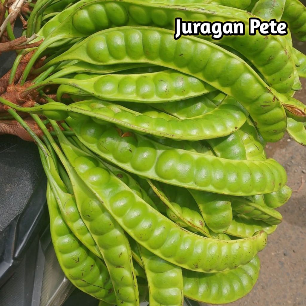 PETE UKURAN SEDANG ISI 10 PAPAN/PETE SEGAR PILIHAN/PETE TUA/PETE MURAH/PETAI/SAYURAN SEGAR/PETE WONO