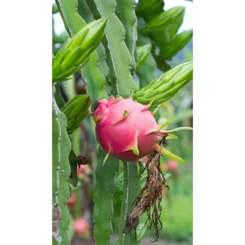 Buah Naga Merah Segar 1kg