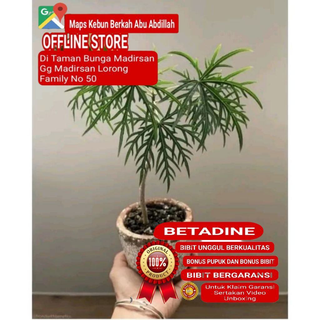 Bibit Tanaman YODIUM | BETADINE Tanaman Penyembuh Luka