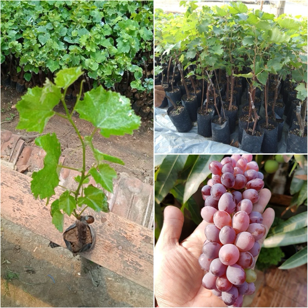 TERMURAH TANAMAN ANGGUR IMPORT JENIS JUPITER  BIBIT ANGGUR JUPITER SIAP TANAM ANGGUR JUPITER GENJAH