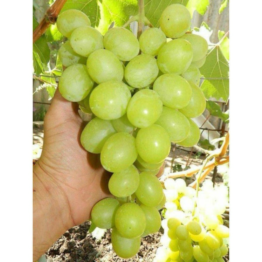 Anggur Lokal Varietas Yellow Belgia Unggul Premium Tanaman Buah Merambat Warna Kuning Cerah Rasa Man