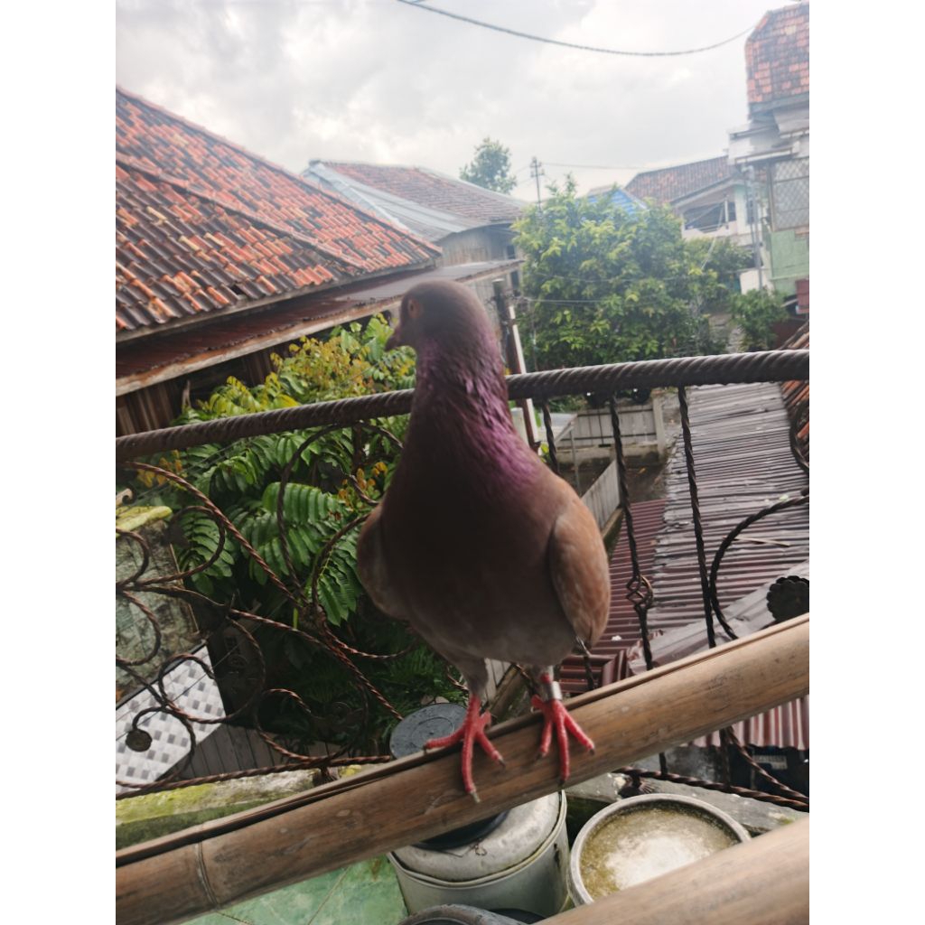 Merpati Kolong Bahan 1 lembar