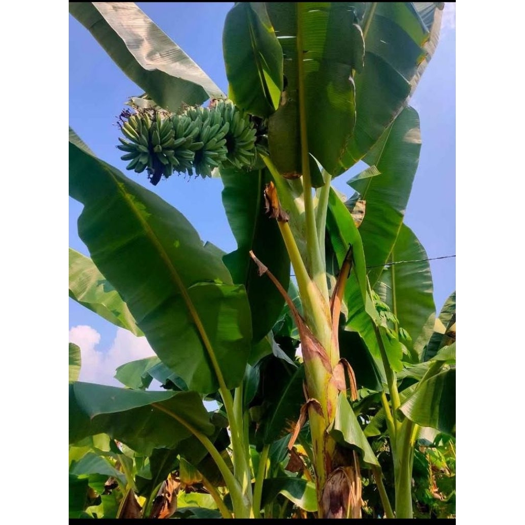 bibit pisang kepok pohon pisang kepok bibit tanaman pisang