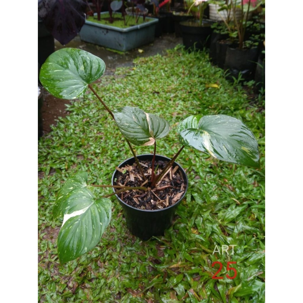 Homalomena Rubescens 'Stardust' Variegata Homa Varigata Sesuai Foto