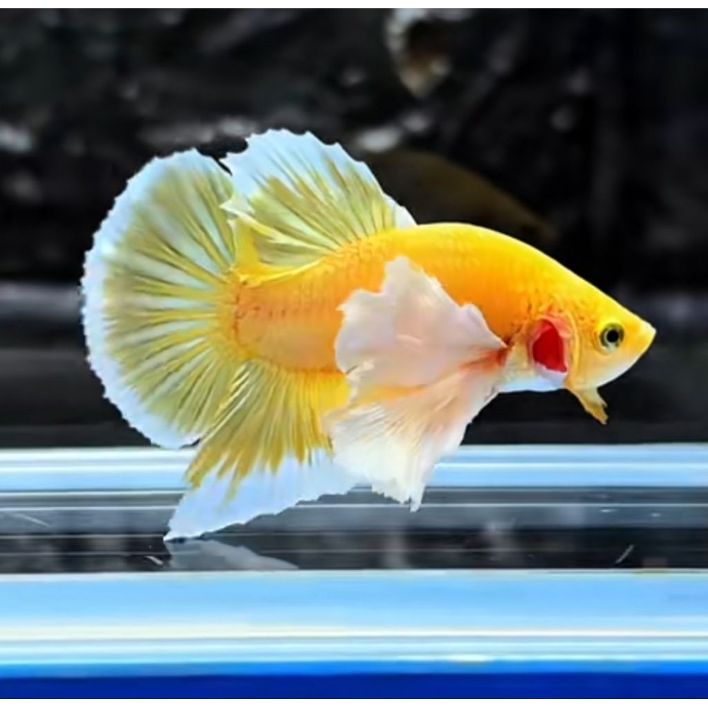 Cupang pkde shoft gold bagus