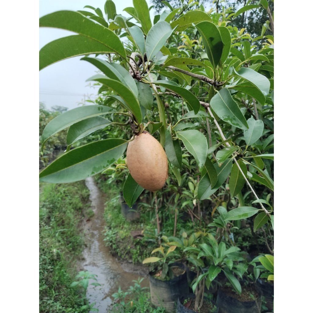 Bibit Sawo jumbo_Hasil Cangkok Sudah Berbuah