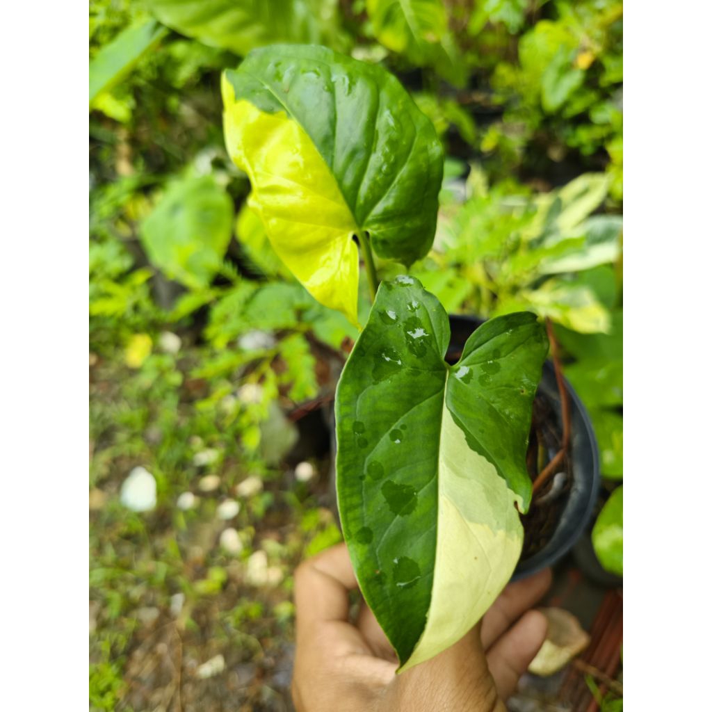 Syngonium Varigata Aureum / Varigata Kuning