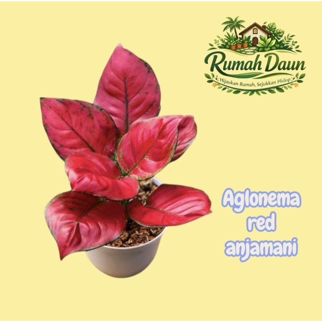 tanaman hias aglonema red anjamani - aglonema red anjamani