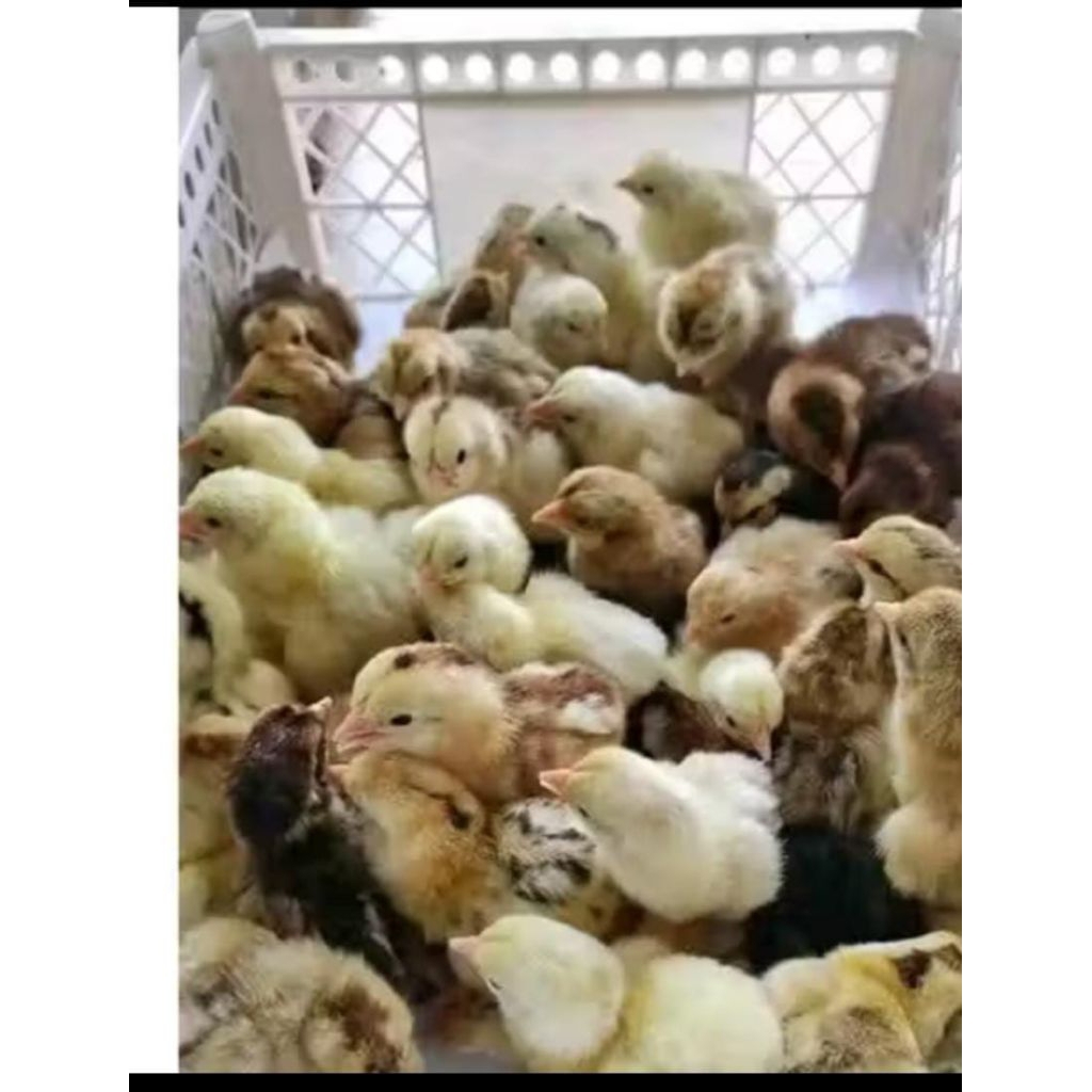 Doc Ayam kub2 Kaki kuning Janaka original( sdh vaksin