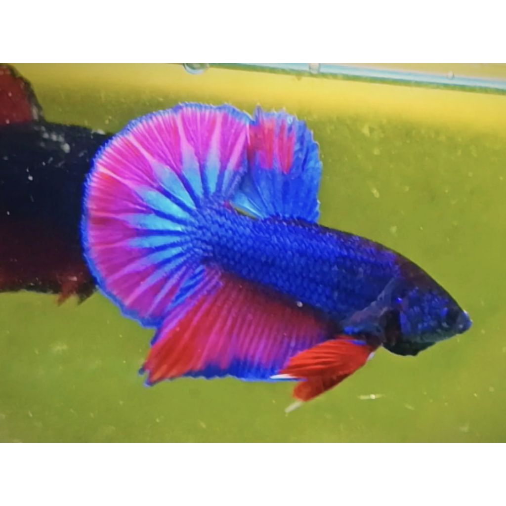 Hiasan aquarium cupang hmpk besgel bester high quality