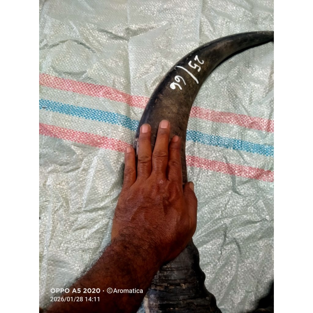 Tanduk kerbau hitam Padat 25 cm panjang 65 cm