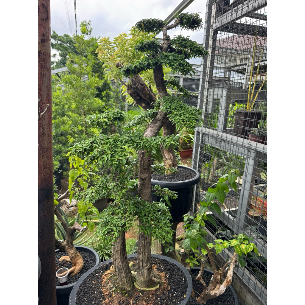 Bonsai anting putri Micro daun kecil