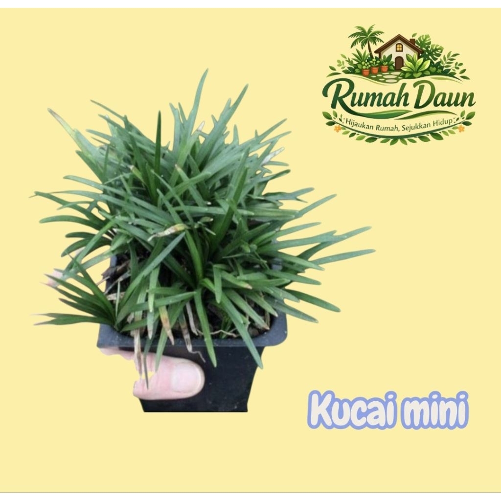 tanaman hias pengganti rumput kucai mini - kucai mini