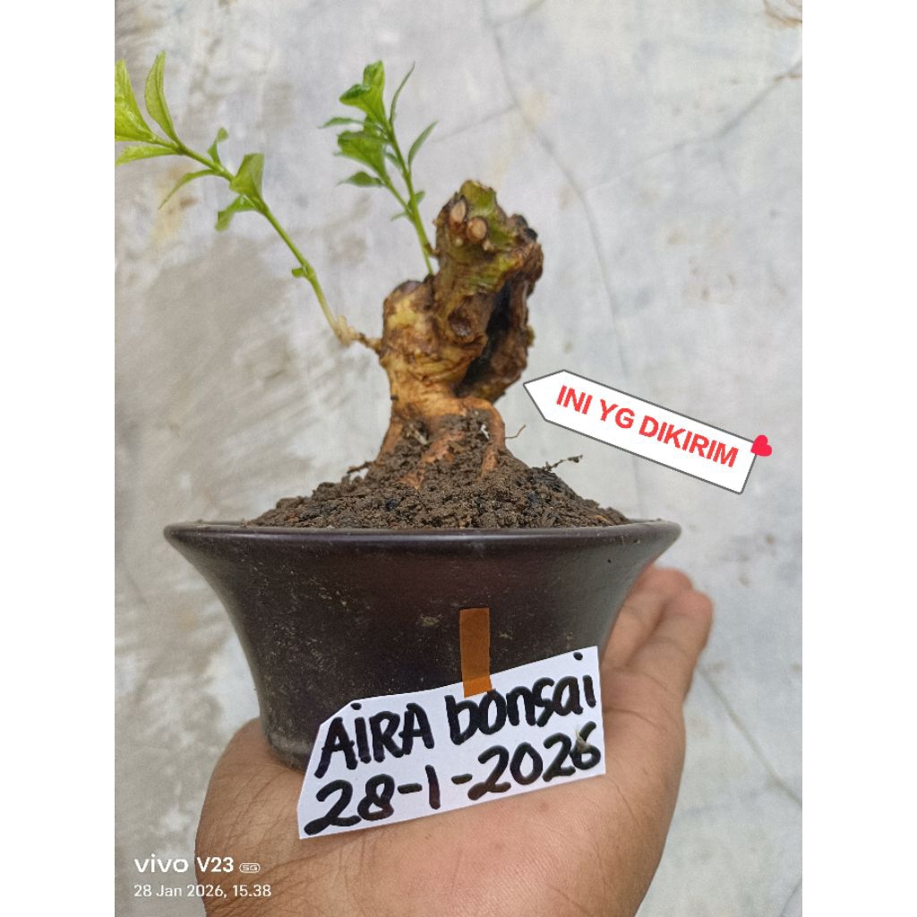 bahan bonsai delima batu