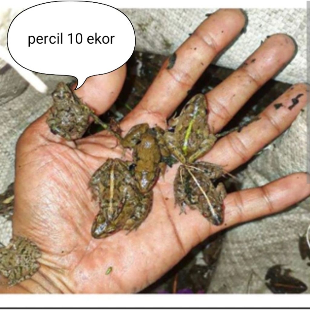 pakan ikan predator