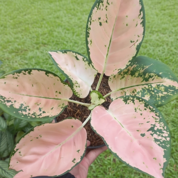Aglaonema White Suksom – Tanaman Hias Daun Putih Elegan untuk Gardening Indoor & Outdoor
