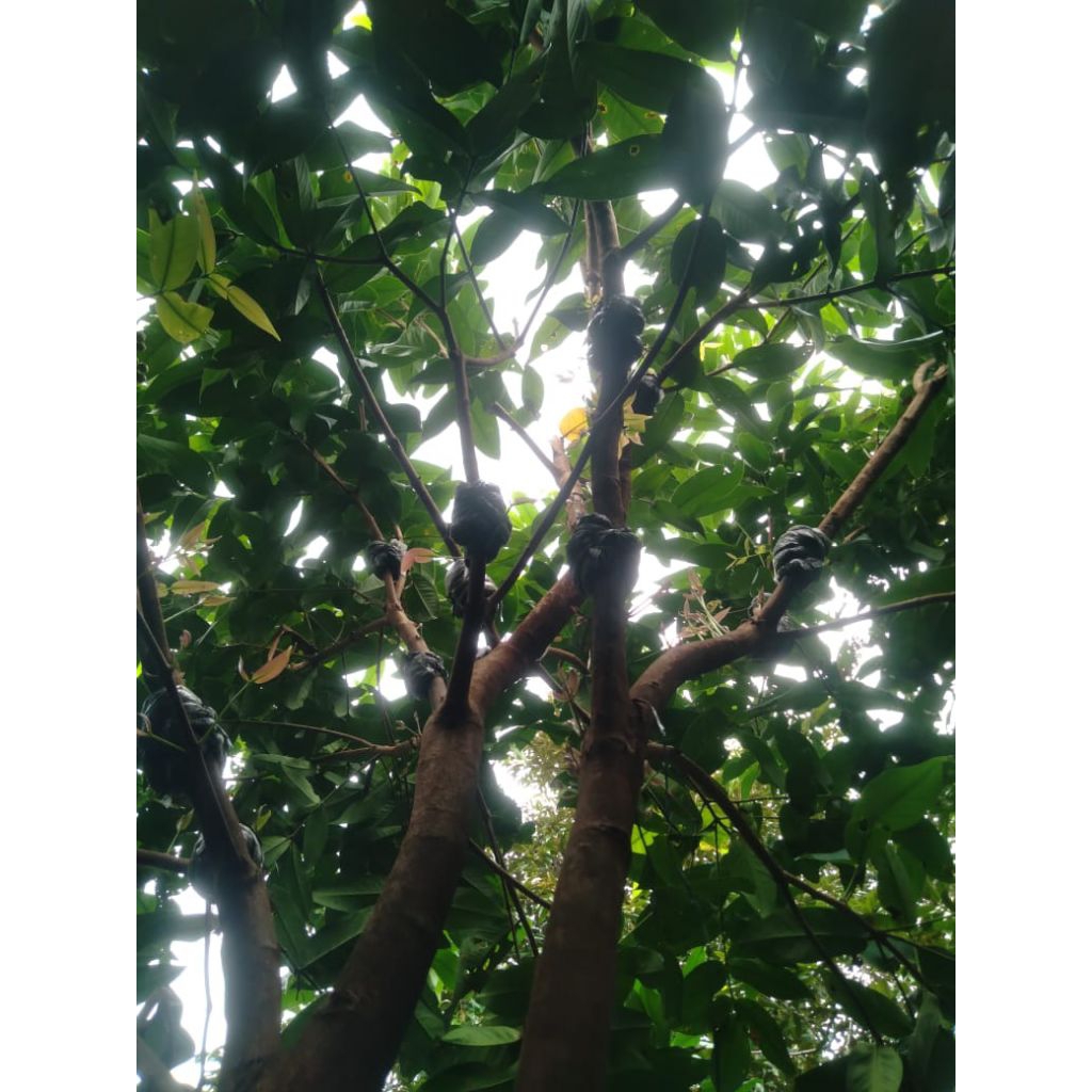 potong cangkok JAMBU MADU DELI