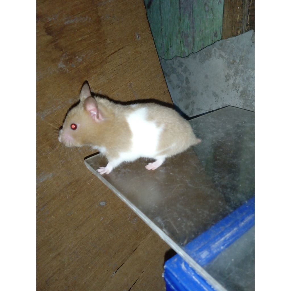 Hamster Syirian Indukan Betina Short Hair Bulu Pendek