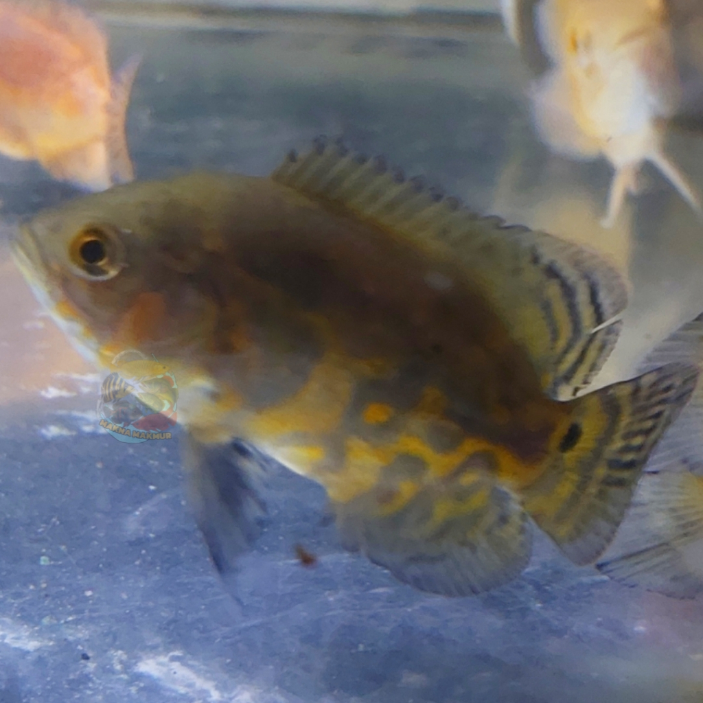 black tiger GM oscar 5 - 10cm