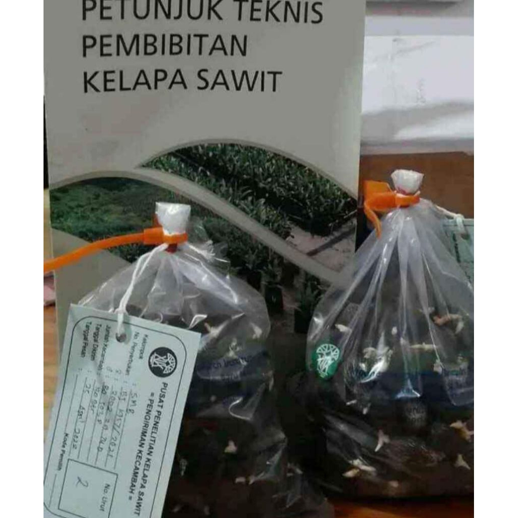 Biji Benih kecambah Kelapa Sawit PPKS 239