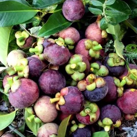 Bibit Tanaman Buah Manggis Wanayasa