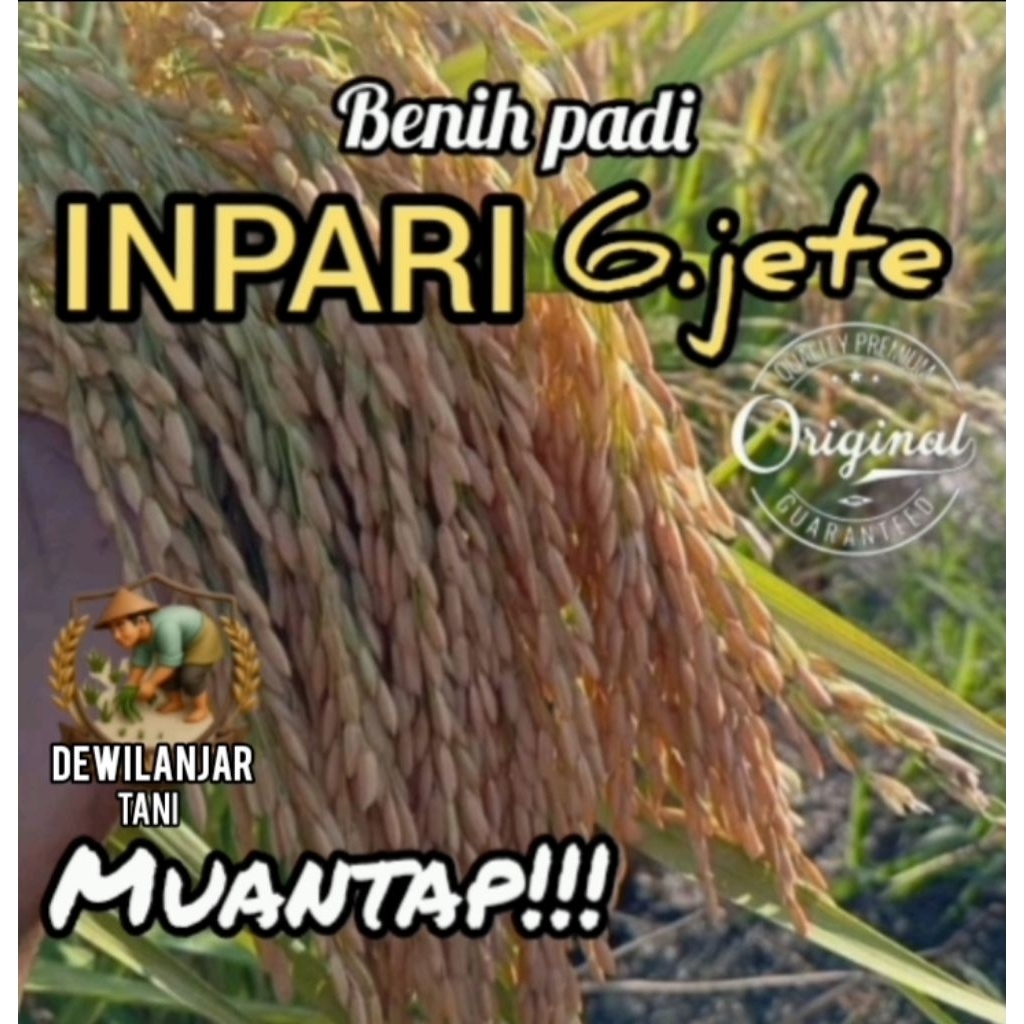BENIH PADI INPARI 6 JETE SUPER KEMASAN 1KG