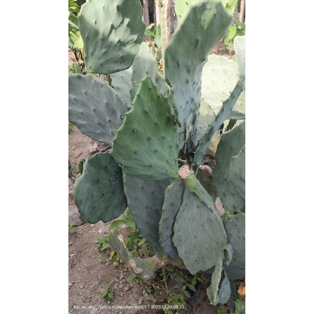kaktus opuntia gomei pakan kura