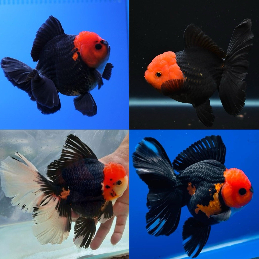 [Chan Aquatic] Ikan Hias Koki Oranda Tancho Oranda Black Red Head Tancho Goldfish  Size M